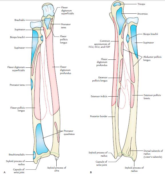 Supinator origin from supinator fossa of ulna and insertion to lateral surface of radius opposite the radial tuberosity. Pronator teres insertion to middle of lateral surface of radius.