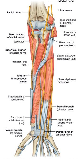 Nerves [Figure 41] Anatomy of the Upper Limb The superficial branch of the radial nerve This nerve represents the continuation of the radial nerve in the anterior compartment.