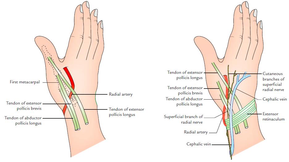 The origin of the cephalic vein from the dorsal venous arch of the hand also runs subcutaneously over the snuffbox.
