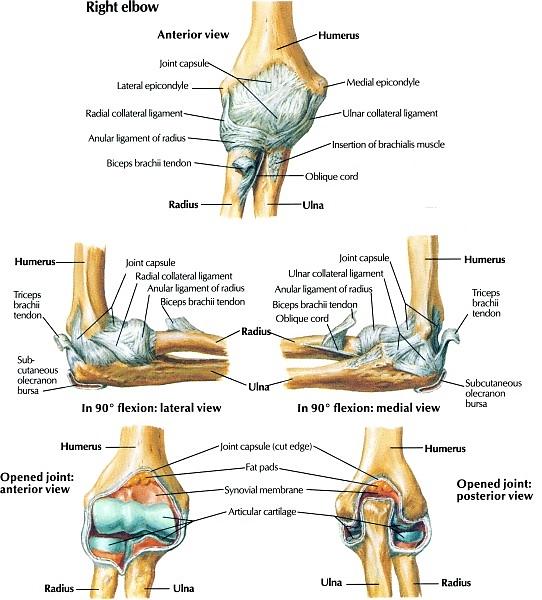 Figure 47: Capsule, ligaments & synovial cavity of the elbow joint complex Four important bursae are related to the elbow joint: two in relation to the triceps insertion and two in relation to the