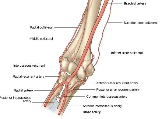Figure 49: arterial anastomosis around the elbow joint Relations Anteriorly; the cubital fossa contining brachialis muscle, median nerve, brachial artery, biceps tendon, and musculocutaneous nerve.