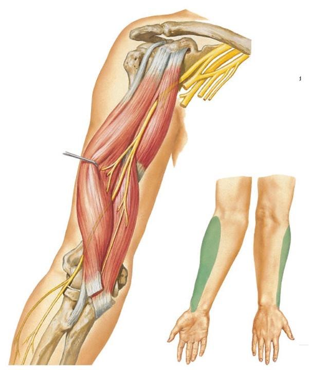 Figure 29: The musculocutaneous nerve & its area of cutaneous supply The ulnar nerve (C7, C8, T1) This nerve arises from the medial cord of the brachial plexus and runs with the medial cutaneous