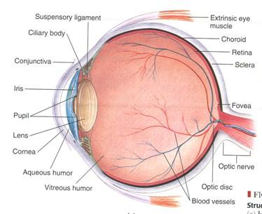 Fovea has only 2 degrees of visual