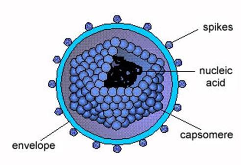 The Capsid: A protein shell of capsomer subunits.