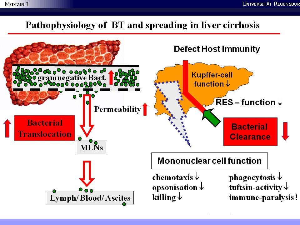 Pathophysiology of bacterial