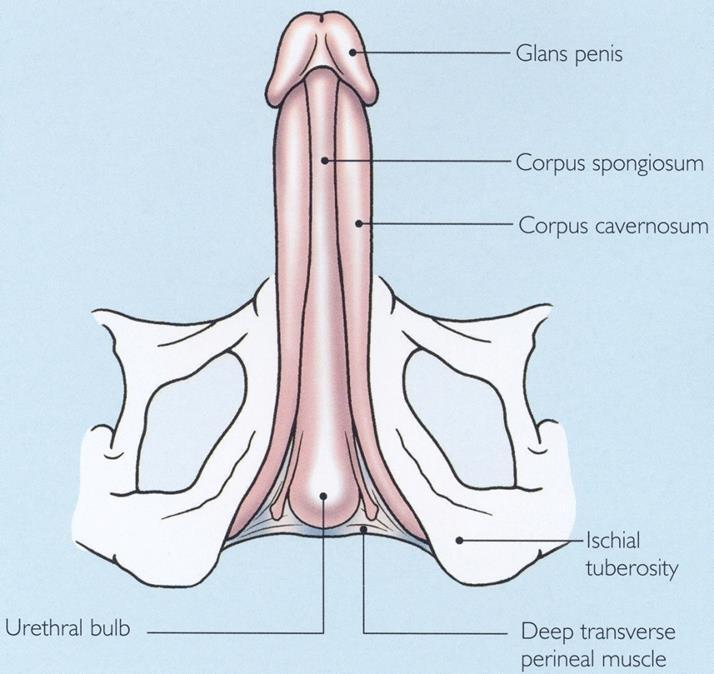 Anatomy Corpora Cavernosa key structures mediating erection are the paired corpora cavernosa fused distally in midline