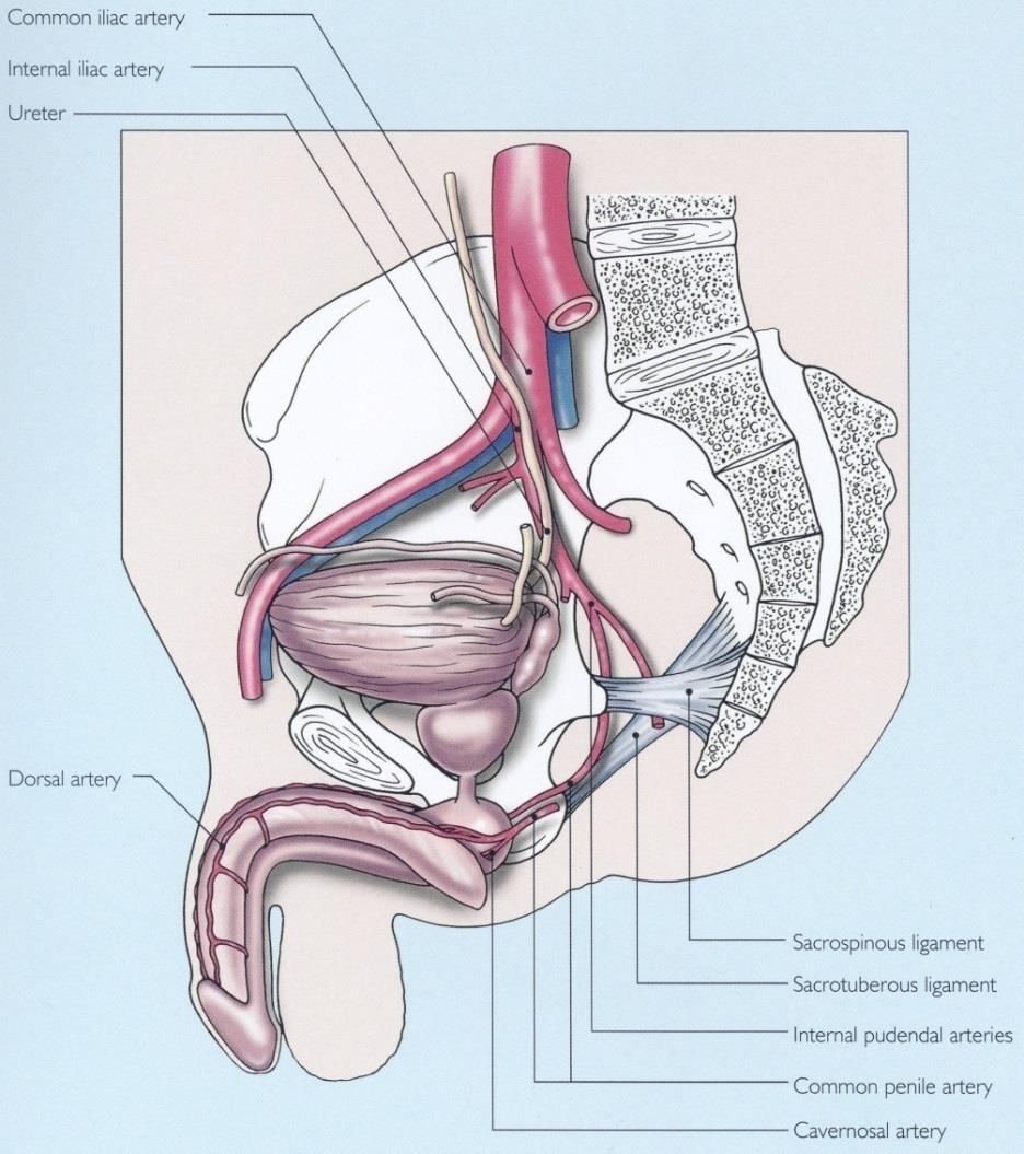 Anatomy Corpora Cavernosa aorta, common iliac, internal iliac arteries internal iliac-arteries exit pelvis as paired pudendal aa.