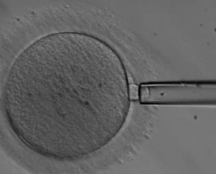 embryos to be analyzed Trophectoderm is an excellent predictor of inner cell mass karyotype Johnson et al., 2010; Greco et al.