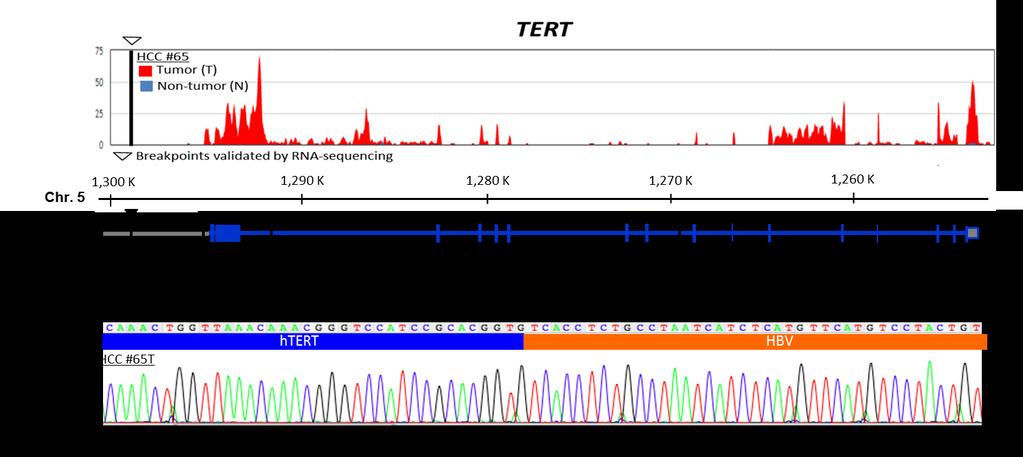 The triangle ( ) and vertical line indicate the HBV breakpoint location (promoter) of the in 65T.