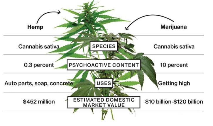 Hemp versus marijuana WHO: in humans, CBD exhibits no effects indicative of any abuse or dependence