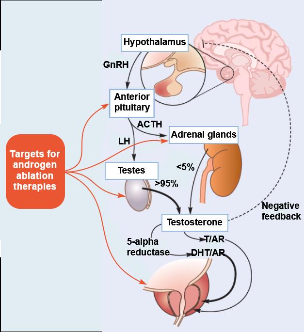 Androgen Regulation of Prostate Hypothalamus-pituitary-gonadal axis 1,2 Adapted from Fast