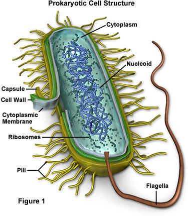 Have molecules needed for photosynthesis Flagella Cause movement Made of protein flagelin Cytoskeleton Maintaining cell shape v Eukaryotes Ø Membrane bound compartments organelles specific metabolic