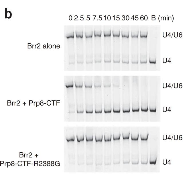 brr2-1 was identified and cloned one of nine complementation groups identified by a Northen blot/primer-extension screen of 340 cold-sensitive