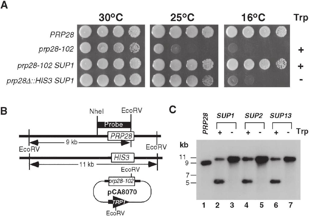 Prp28 -- a putative helicase required for the ejection of U1. Like brr2-1, prp28-1 is a cold-sensitive mutation that blocks splicing in vivo.