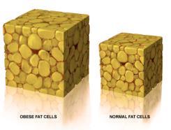 Before we understand fat loss we must first understand the mechanisms behind it. Fat Loss Fat losses is driven by a decrease in caloric intake, but hormones dictate your appetite (i.e. ghrelin [hunger hormone] and leptin [satiety hormone] and where fat will be deposited (i.