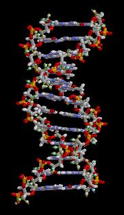 DNA: Structure DNA consists of two parallel nucleotide chains running in opposite directions and held together by hydrogen bonds.