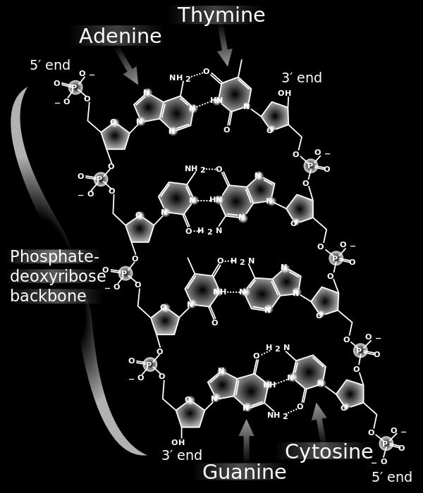 (cytosine and Thymine) Purines Adenine and guanine Double-ring