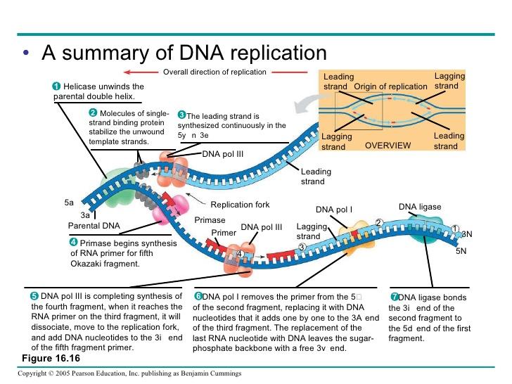 DNA: