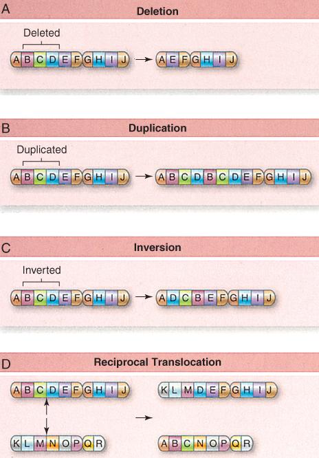 DNA: Transcription Abnormalities of