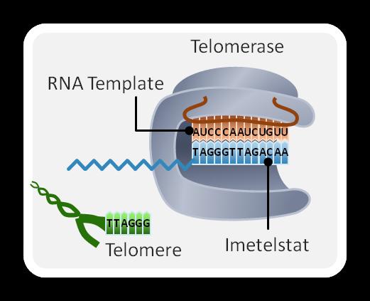 imetelstat a telomerase inhibitor Telomerase enzyme: adds nucleotide repeats to offset the loss of telomeric DNA occurring with each replication cycle not active in somatic cells; transiently