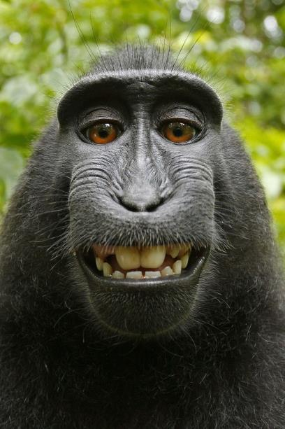 BINOCULAR VISION Most primates have more forward-facing