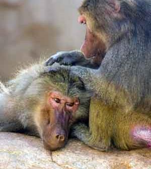 COMPLEX SOCIAL STRUCTURES Most primates live in large