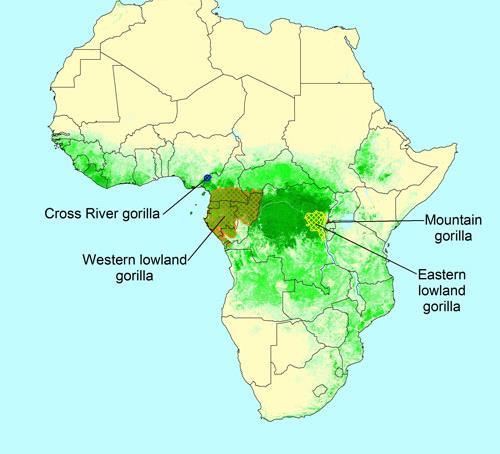 GORILLA RANGE All gorilla sub-species are found dispersed throughout central Africa Cross River: lowland montane forests and rainforests of Cameroon and Nigeria Western Lowland: rainforest and swamp