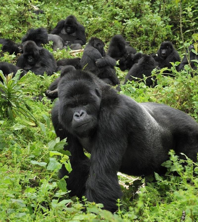 GORILLA SOCIAL STRUCTURE Gorillas live in polygynous groups, meaning there is one dominant male, the silver back, and multiple females and their offspring.