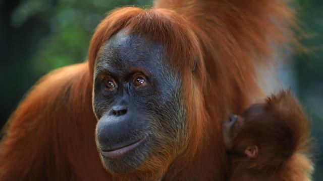 ORANGUTAN As of 2017, there are three
