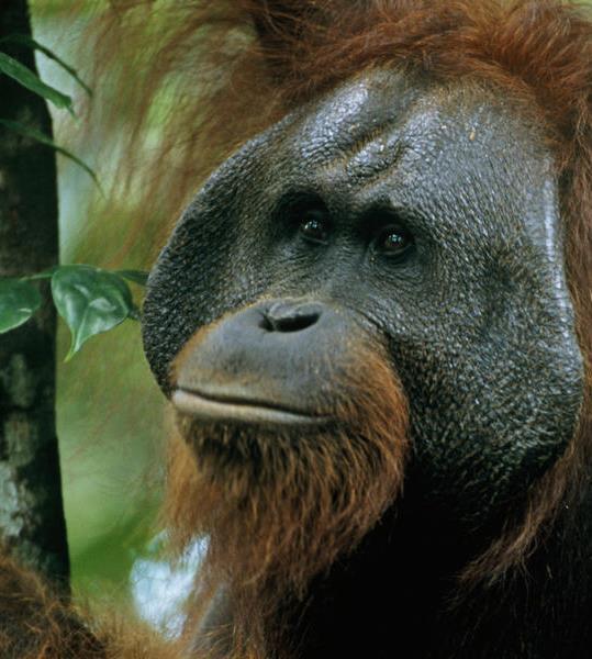 Sumatran species can be found in zoos, at