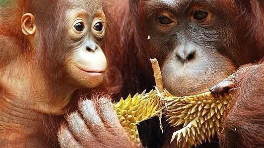 ORANGUTAN DIET Orangutans are primarily fruit eaters, making them an important seed