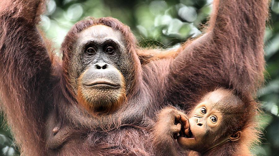 ORANGUTAN SOCIAL STRUCTURE Unique amongst the great apes, orangutans are primarily solitary.