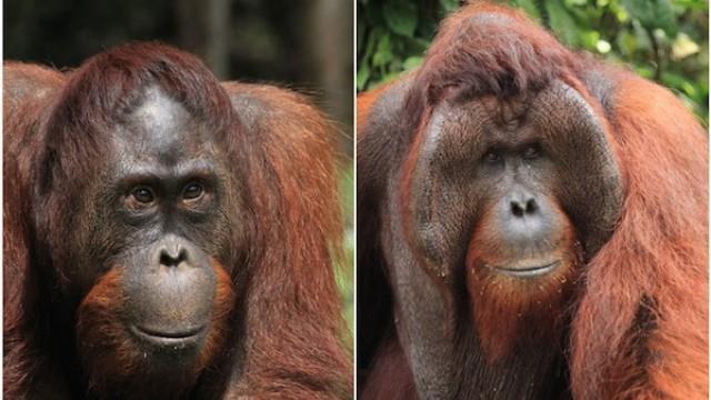 Males hold large territories that overlap multiple females Orangutans, while solitary, are still social.