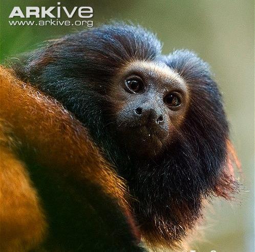 LION TAMARINS Tamarins are a family of small