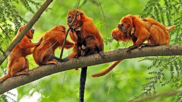 LION TAMARIN SOCIAL STRUCTURE Lion tamarins live in small family groups of up to 8