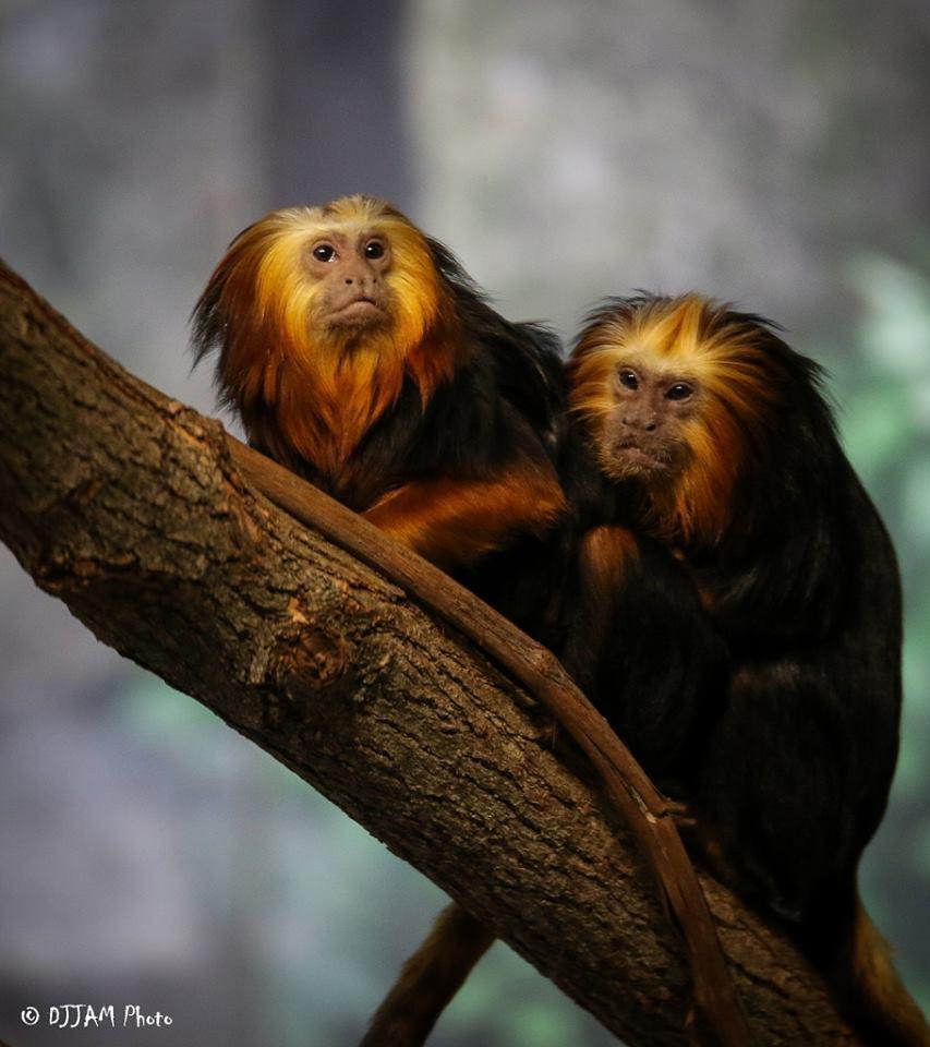 LION TAMARINS IN ZOOS Most of the focus in zoos center around the conservation of Golden Lion Tamarins, this has been very successful.