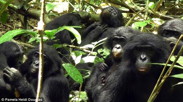BONOBO SOCIAL STRUCTURE Bonobos live in large fission-fusion