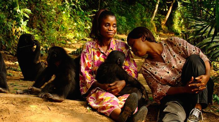 BONOBO CONSERVATION Bonobos are considered to be Endangered.