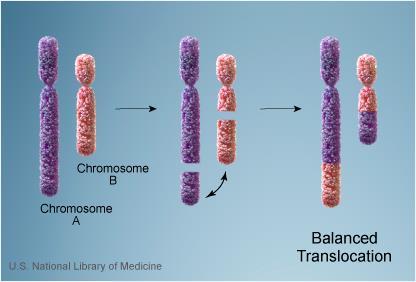Involves two chromosomes that aren t homologous Part of one