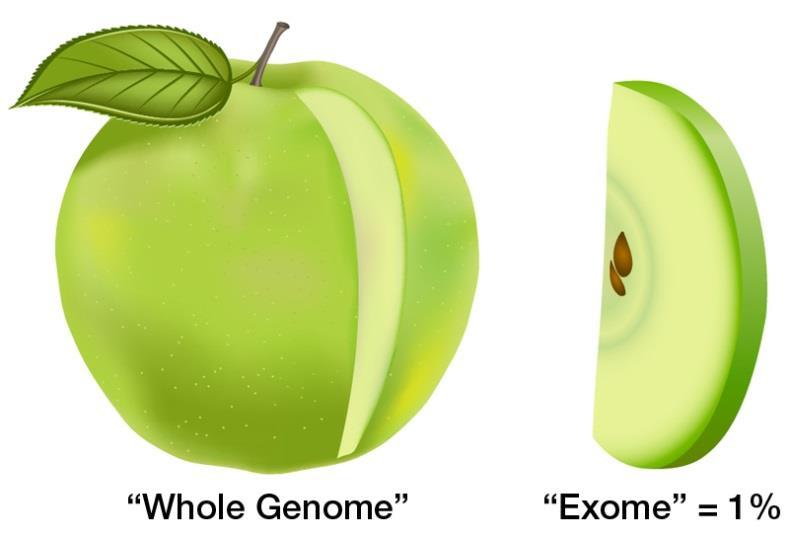 Exome vs Genome Sequencing Whole exome sequencing scans all of the EXONS of all