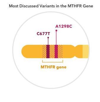 MTHFR Methylenetetrahydrofolate reductase gene The MTHFR gene is involved in the folate metabolism pathway Once upon a time, variants in the MTHFR gene were thought to be linked to more than 400