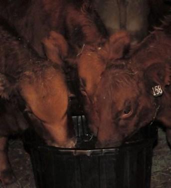 What are Ranchers saying about OLS Tubs? "We started using OLS Tubs about a year and a half ago. This fall of 2016, our first time heifers had 100% breedup.
