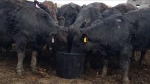 " Mike Helvey Sheridan, Wyoming 2016 This is our first year trying the OLS tubs. We used the stress tubs at weaning last fall for our calves.