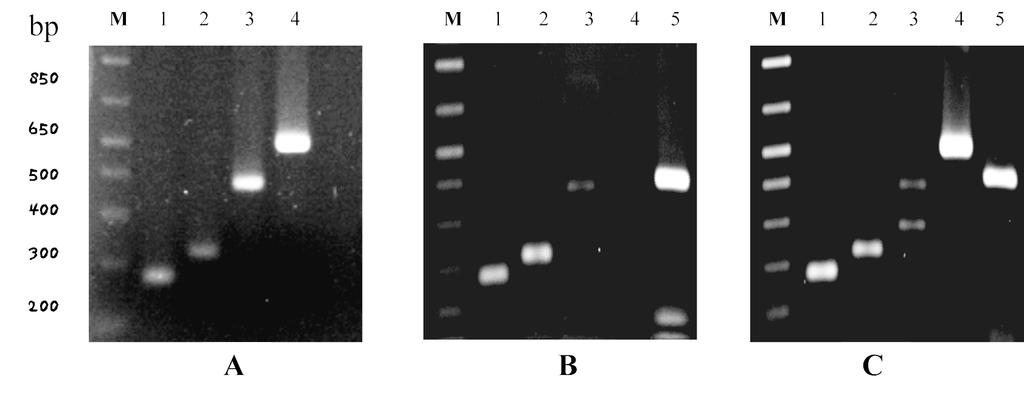 bp M 1 2 3 4 M 1 2 3 4 5 M 1 2 3 4 5 850 650 500 400 300 200 A B C Fig 1 Typical examples of PCR amplification of four types of caga EPIYA motifs.