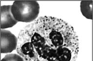 bone marrow with proerythroblast Cell near