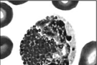 phagocytosis Macrophage in spleen, liver,