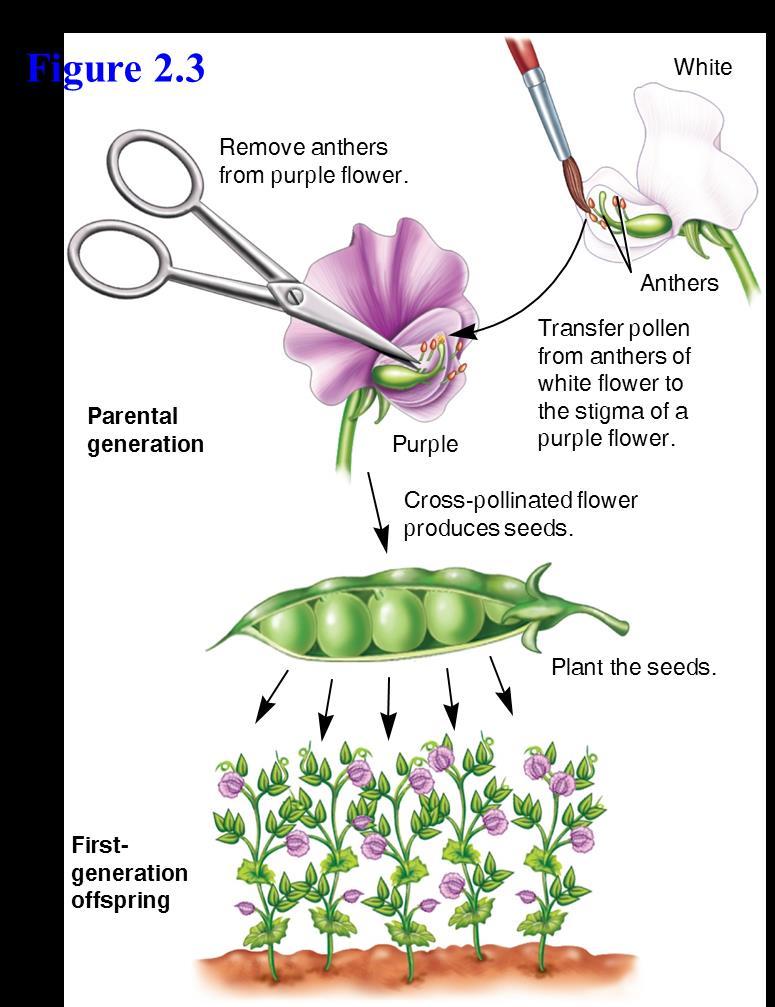 Mendel Chose Pea Plants as His Experimental Organism Mendel carried out two types of crosses 1.