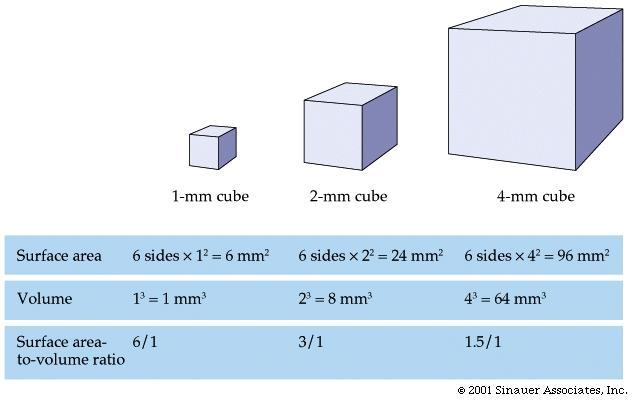 Surface area to volume ratio limits size Volume increase more rapidly than surface area.