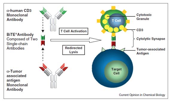 Bi-specific antibodies Design and mode of action of bispecific T-cell engager