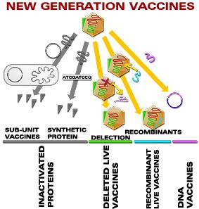 Advances in veterinary vaccinology First-generation vaccines Prepared by physical or chemical modification of the organisms Inactivation